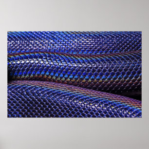 Blauwe en paarse snakeskin poster