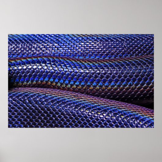 Blauwe en paarse snakeskin poster (Voorkant)