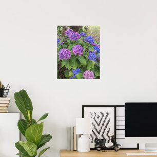 Blauwe en Roze Hortensia Bloemen Bloesem Poster