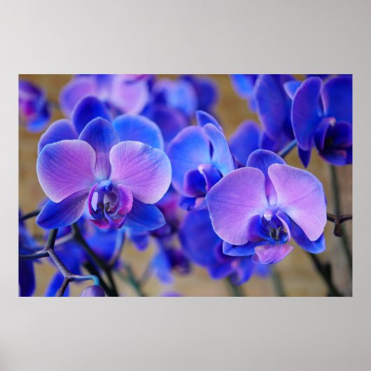 Blauwe en roze orchideeën poster (Voorkant)