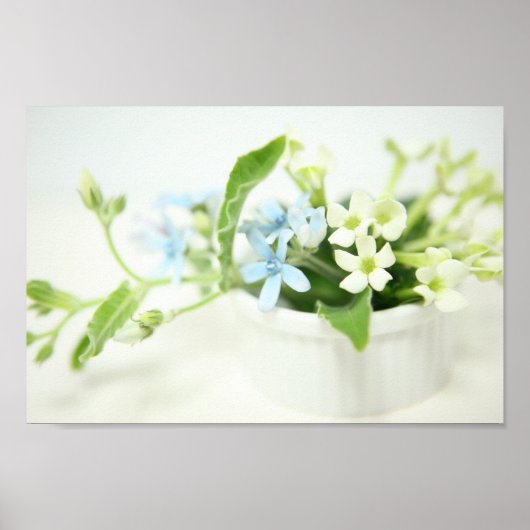 Blauwe en witte bloem. poster (Voorkant)