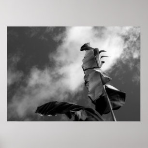 Blauwe en witte foto van bananenboom poster