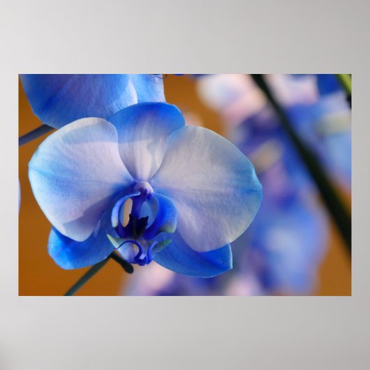 Blauwe en witte orchidee poster (Voorkant)