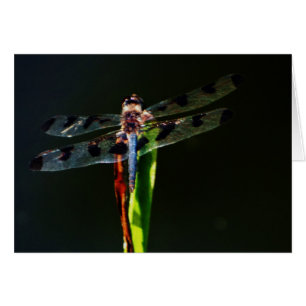 Blauwe en zwarte Dragonfly op groen en rood gras