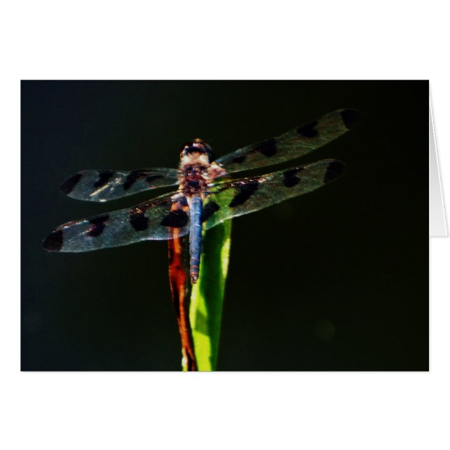 Blauwe en zwarte Dragonfly op groen en rood gras (Voorkant Horizontaal)