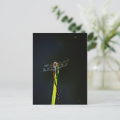 Blauwe en zwarte Dragonfly op groen en rood gras Briefkaart (Staand voorkant)