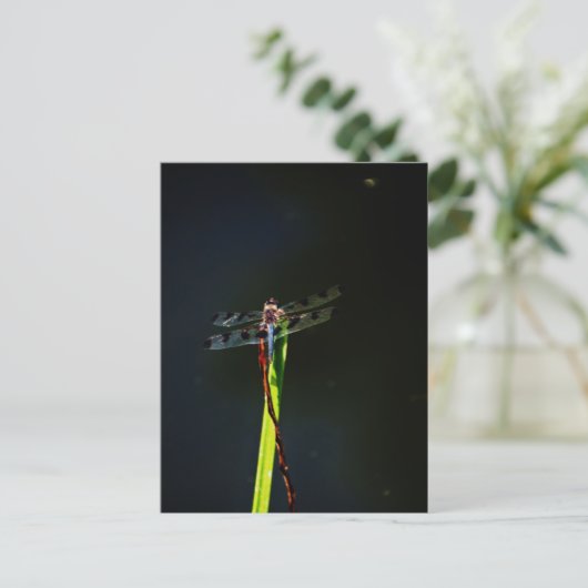 Blauwe en zwarte Dragonfly op groen en rood gras Briefkaart (Staand voorkant)