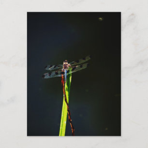 Blauwe en zwarte Dragonfly op groen en rood gras Briefkaart