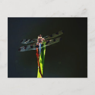 Blauwe en zwarte Dragonfly op groen en rood gras Briefkaart