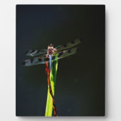 Blauwe en zwarte Dragonfly op groen en rood gras Fotoplaat (Voorkant)