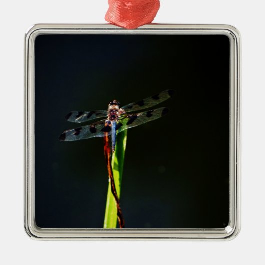 Blauwe en zwarte Dragonfly op groen en rood gras Metalen Ornament (Voorkant)