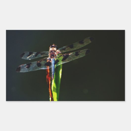 Blauwe en zwarte Dragonfly op groen en rood gras Rechthoekige Sticker (Voorkant)