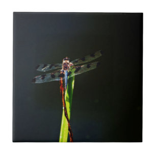 Blauwe en zwarte Dragonfly op groen en rood gras Tegeltje