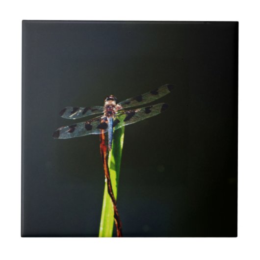 Blauwe en zwarte Dragonfly op groen en rood gras Tegeltje (Voorkant)