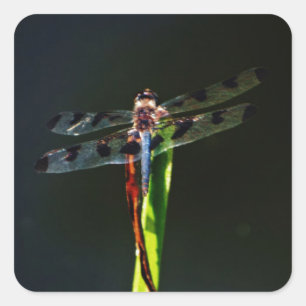 Blauwe en zwarte Dragonfly op groen en rood gras Vierkante Sticker