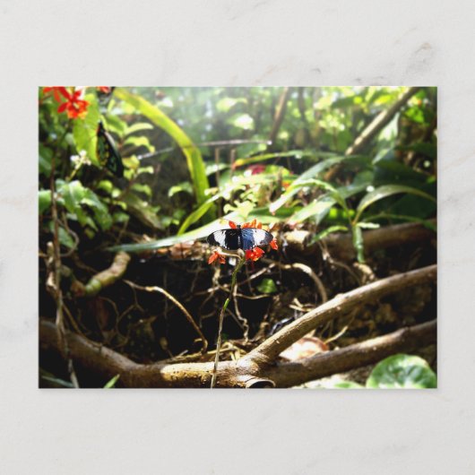 Blauwe en zwarte vlinder briefkaart (Voorkant)