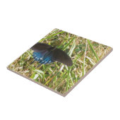 blauwe en zwarte vlinder tegeltje (Zijkant)