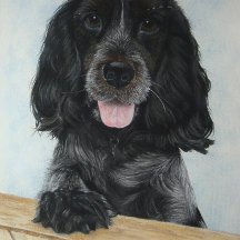blauwe engelse kruidenhond erg schattige hond