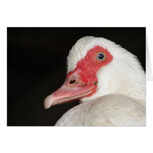 Blauwe-Eyed Beauty Muscovy Duck (Voorkant Horizontaal)