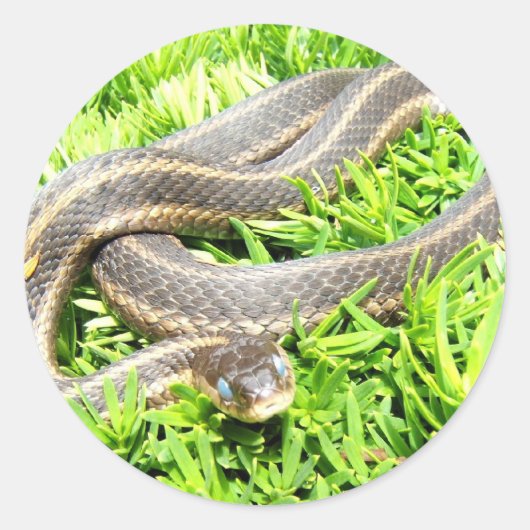 Blauwe Eyed Snake ~ sticker (Voorkant)