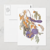 Blauwe Floridascrubjajay Audubon Vogels met Sinaas Briefkaart (Voorkant / Achterkant)