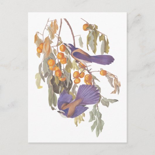 Blauwe Floridascrubjajay Audubon Vogels met Sinaas Briefkaart (Voorkant)