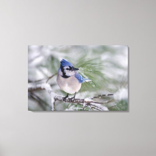 Blauwe gaai, Cyanocitta cristata Canvas Afdruk (Voorkant)