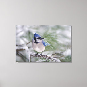 Blauwe gaai, Cyanocitta cristata Canvas Afdruk