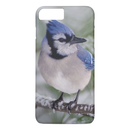 Blauwe Gaai, Cyanocitta cristata Case-Mate iPhone Case (Achterkant)