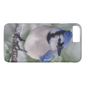 Blauwe Gaai, Cyanocitta cristata Case-Mate iPhone Case (Achterkant (Horizontaal))