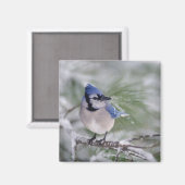 Blauwe Gaai, Cyanocitta cristata Magneet (Voorkant / Achterkant)