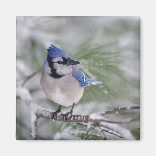 Blauwe Gaai, Cyanocitta cristata Magneet (Voorkant)