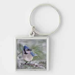 Blauwe gaai, Cyanocitta cristata Sleutelhanger