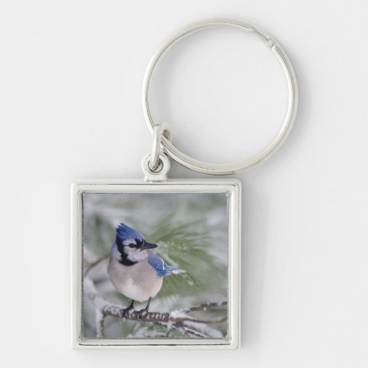 Blauwe gaai, Cyanocitta cristata Sleutelhanger (Voorkant)