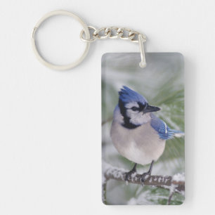 Blauwe gaai, Cyanocitta cristata Sleutelhanger