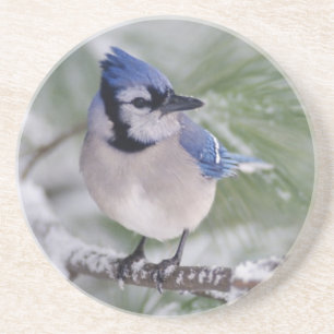Blauwe Gaai, Cyanocitta cristata Zandsteen Onderzetter