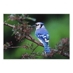 Blauwe Gaai, Cyaoncitta cristata Foto Afdruk