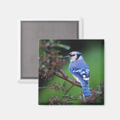 Blauwe Gaai, Cyaoncitta cristata Magneet (Voorkant / Achterkant)