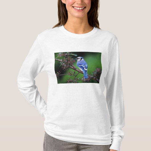 Blauwe Gaai, Cyaoncitta cristata T-shirt (Voorkant)