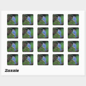 Blauwe Gaai, Cyaoncitta cristata Vierkante Sticker (Vel)