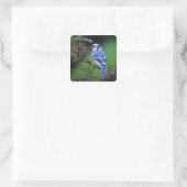 Blauwe Gaai, Cyaoncitta cristata Vierkante Sticker (Tas)