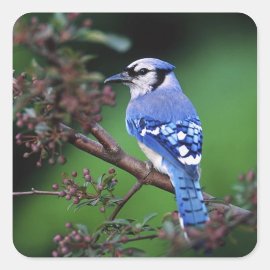 Blauwe Gaai, Cyaoncitta cristata Vierkante Sticker (Voorkant)