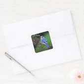 Blauwe Gaai, Cyaoncitta cristata Vierkante Sticker (Envelop)