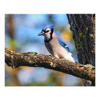 Blauwe gaai foto afdruk