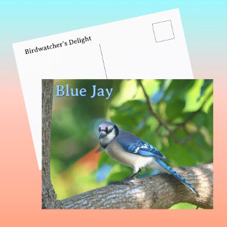 Blauwe Gaai Fotografische Natuur Aanpasbaar Briefkaart
