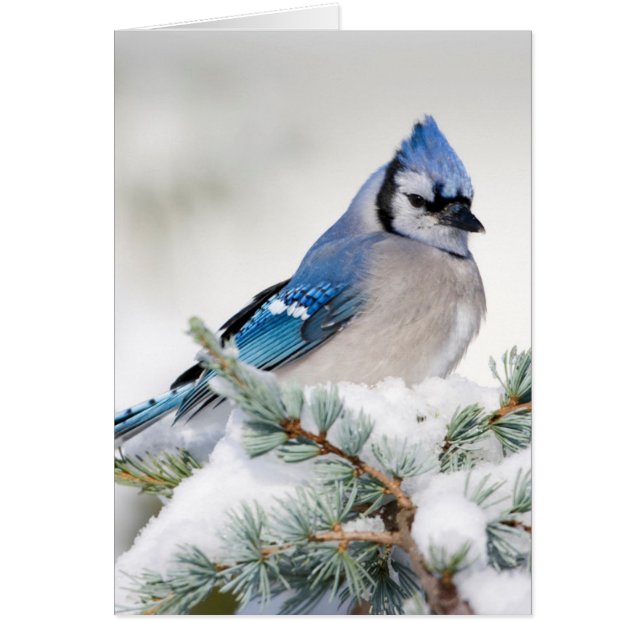 Blauwe Gaai in Blauwe Atlasceder (Voorkant)
