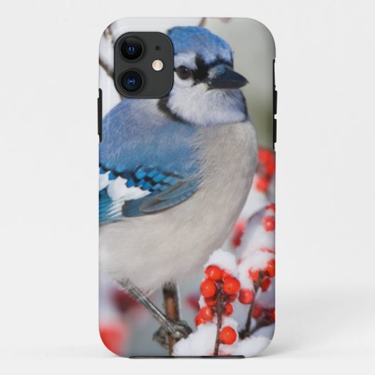 Blauwe Gaai in Gewone Winterbes Case-Mate iPhone Case (Achterkant)