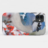 Blauwe Gaai in Gewone Winterbes Case-Mate iPhone Case (Achterkant (horizontaal))