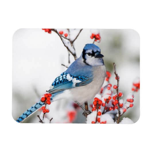 Blauwe Gaai in Gewone Winterbes Magneet (Horizontaal)