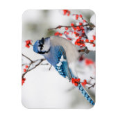Blauwe Gaai in Gewone Winterbes Magneet (Verticaal)